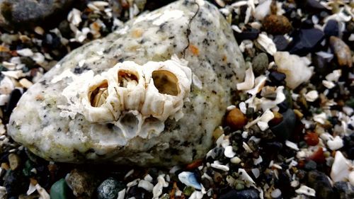 Close-up of pebbles