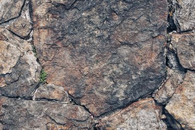 Full frame shot of tree trunk