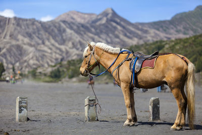 Horse at mount bromo, java, indonesia