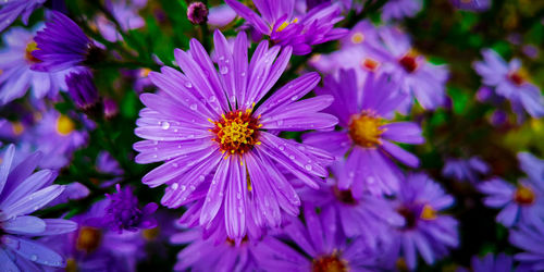 Close-up of purple flowering plants