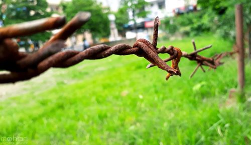 Close-up of barbed wire on plant