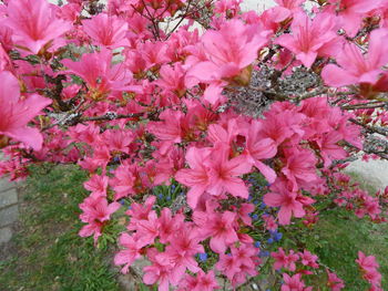 Close-up of pink flowers