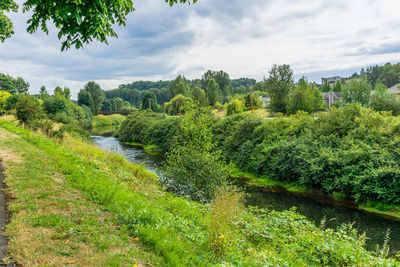 Scenic view of river amidst trees against sky