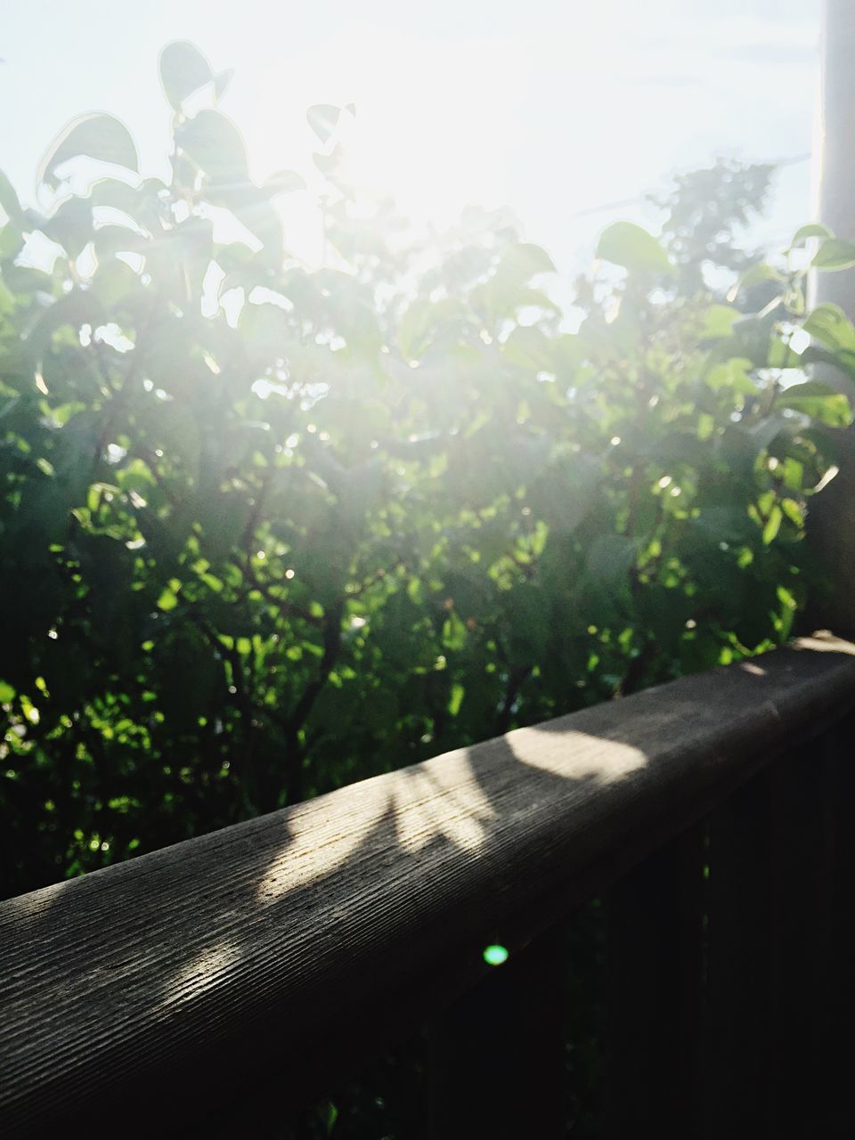 growth, tree, green color, day, nature, sunlight, no people, plant, outdoors, close-up, sky, beauty in nature