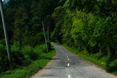 Road amidst trees in forest