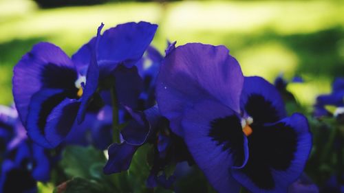 Close-up of purple flowering plant