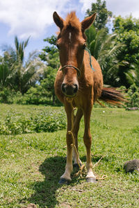 Portrait of a horse on field