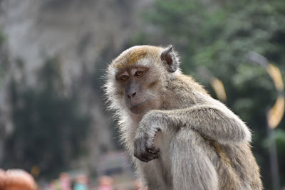 Monkey sitting on outdoors