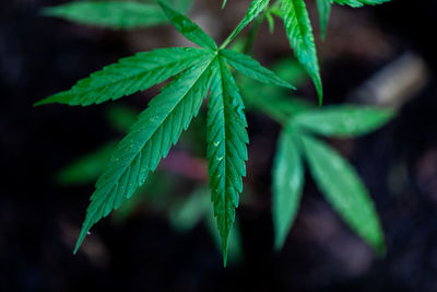 Close-up of fresh green plant