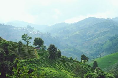 Scenic view of agricultural landscape against sky