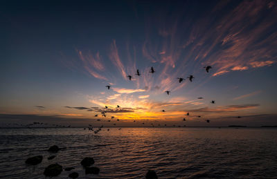Silhouette birds flying over sea against sky during sunset