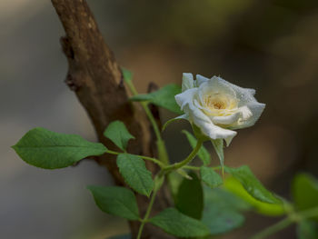 Close-up of rose plant