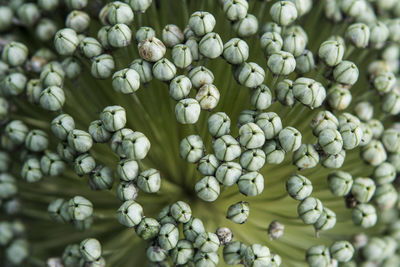 Full frame shot of berries