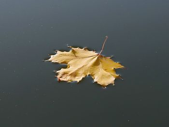 Close-up of dry maple leaf against black background