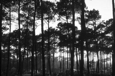 Trees in forest