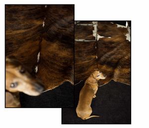 Digital composite image of dog relaxing on floor