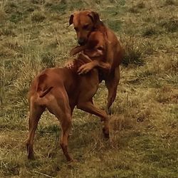 Dog on grassy field