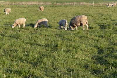 Sheep grazing in a field