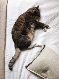 High angle view of cat sleeping on bed at home
