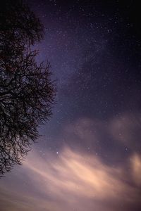 Low angle view of trees against sky at night