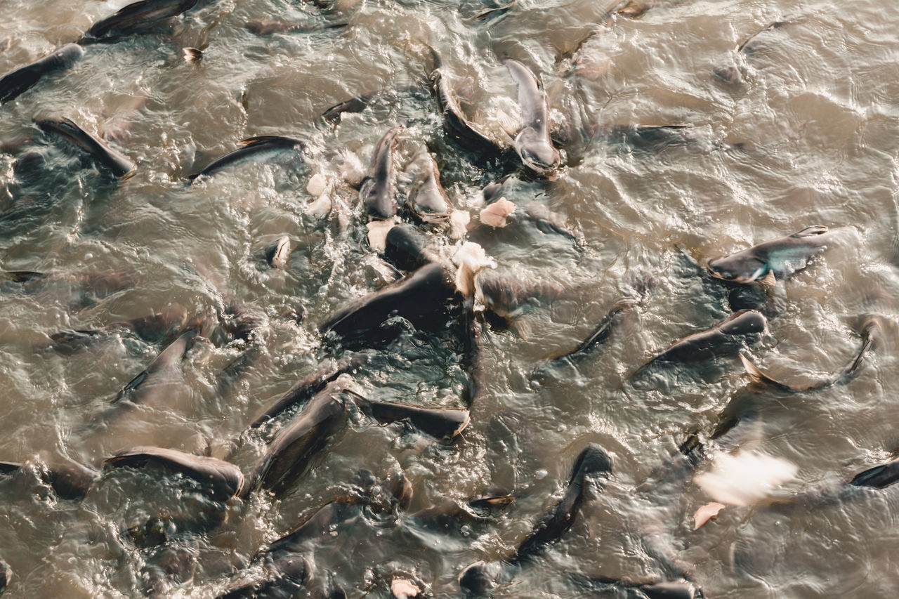 HIGH ANGLE VIEW OF FISH UNDERWATER