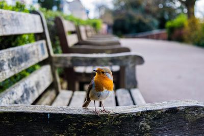 Close-up of bird perching on bench