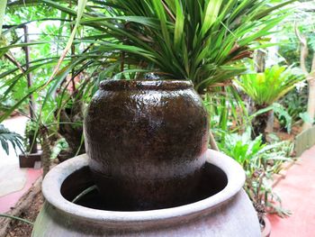 Close-up of plants