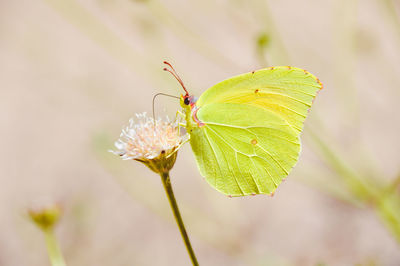 Close-up of a butterfly 