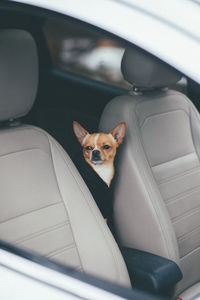 Dog at back seat on the car