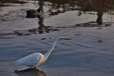 Swan on a lake