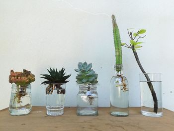 Potted plants on table against wall