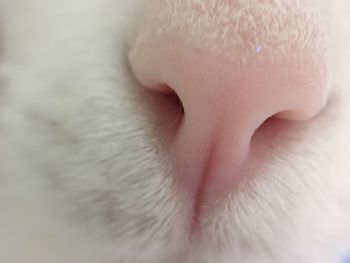 Extreme close up of cat