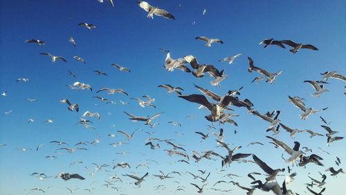 Low angle view of birds flying against clear blue sky