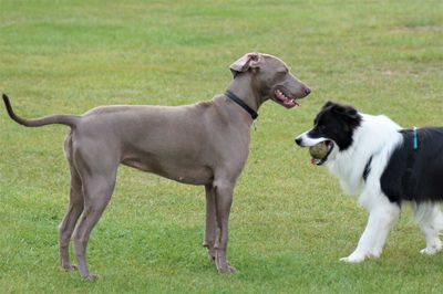 Side view of two horses on field