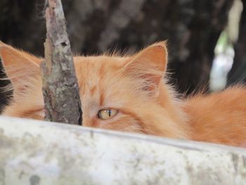 Close-up portrait of a cat