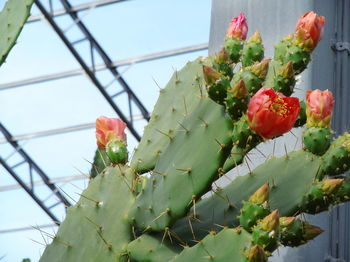 Low angle view of succulent plant growing against sky