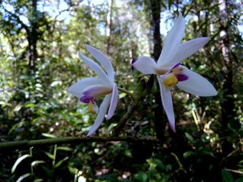 Close-up of flowers blooming outdoors