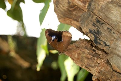 Close up of a tree trunk