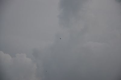 Low angle view of birds flying in sky