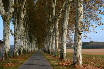 Road amidst trees against sky during autumn