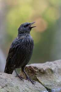 Tweet of bird perching on rock