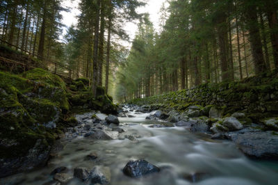 Stream flowing through rocks in forest