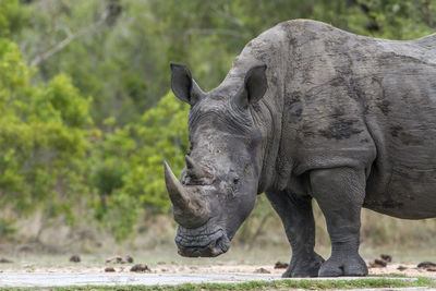 Side view of rhinoceros standing on field