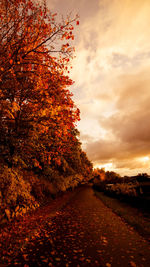 Trees on footpath against cloudy sky during autumn