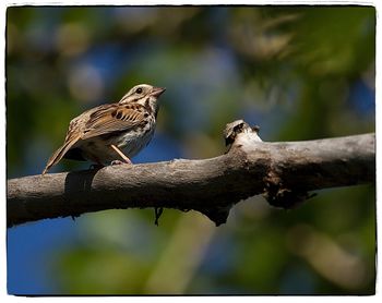 Close-up of bird perching on tree