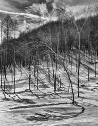 Trees on snow field against sky