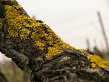 Close-up of moss on rock