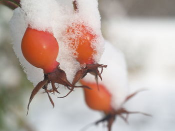Close-up of snow on plant during winter