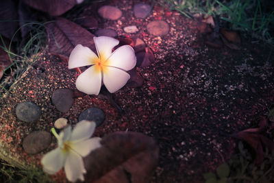 High angle view of white flowering plant on field