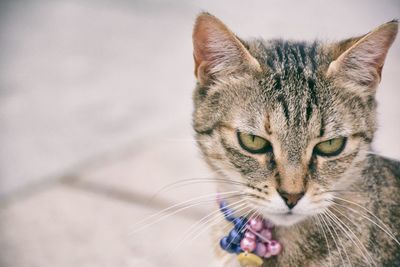 Portrait of cat standing outdoors